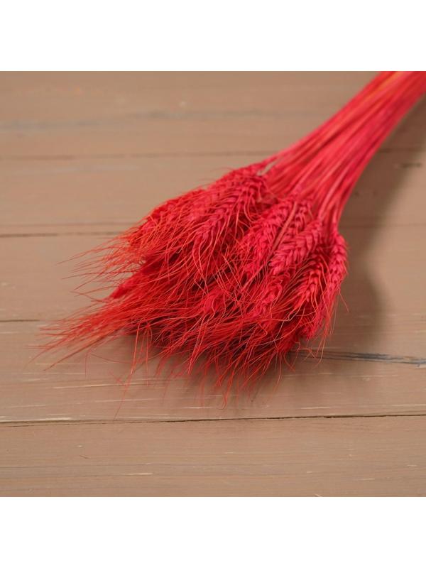 Сухой колос пшеницы, набор 50 шт., цвет красный