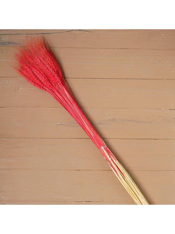 Сухой колос пшеницы, набор 50 шт., цвет красный