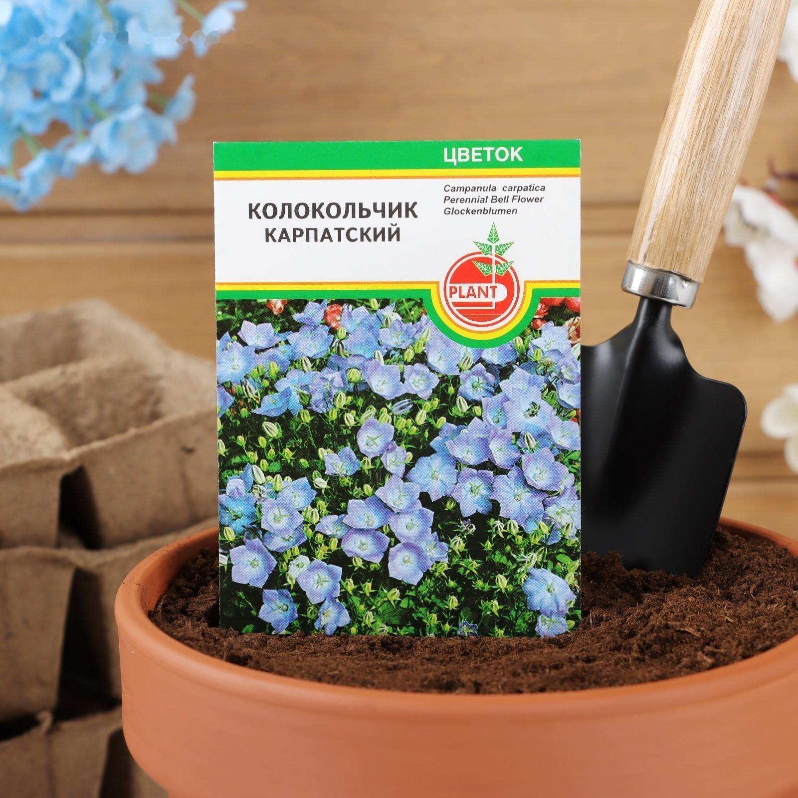 Семена цветов Колокольчик 