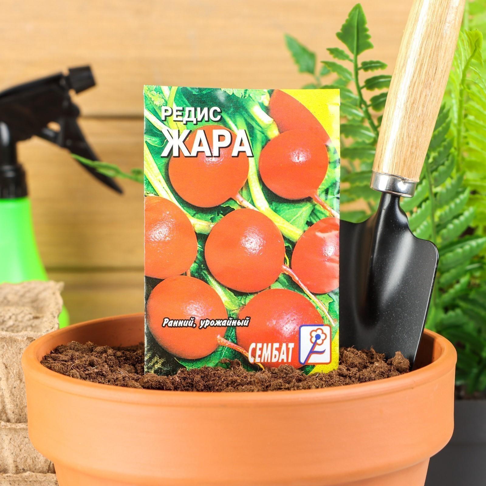 Семена Редис 