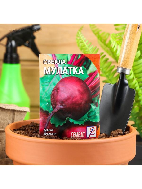 Семена Свекла 