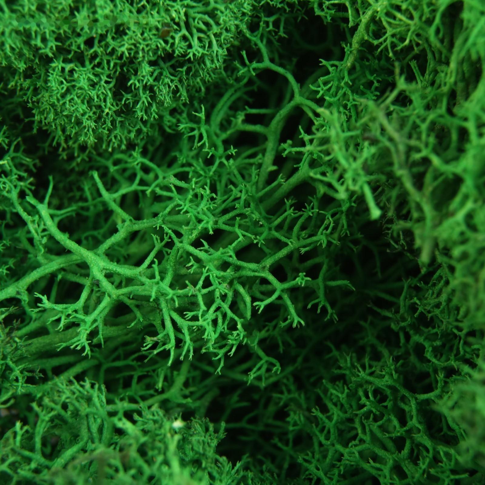 Мох стабилизированный 