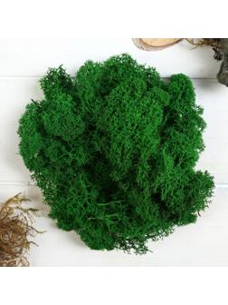 Мох стабилизированный 