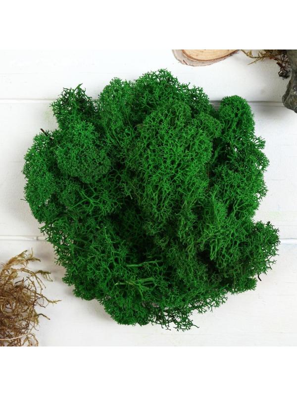 Мох стабилизированный 