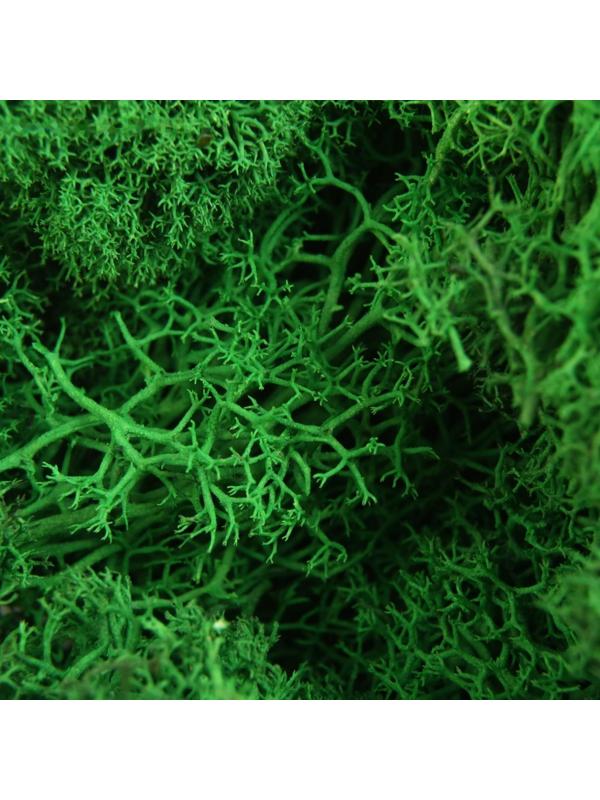 Мох стабилизированный 