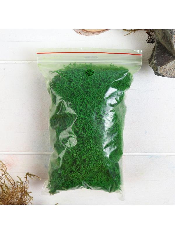 Мох стабилизированный 