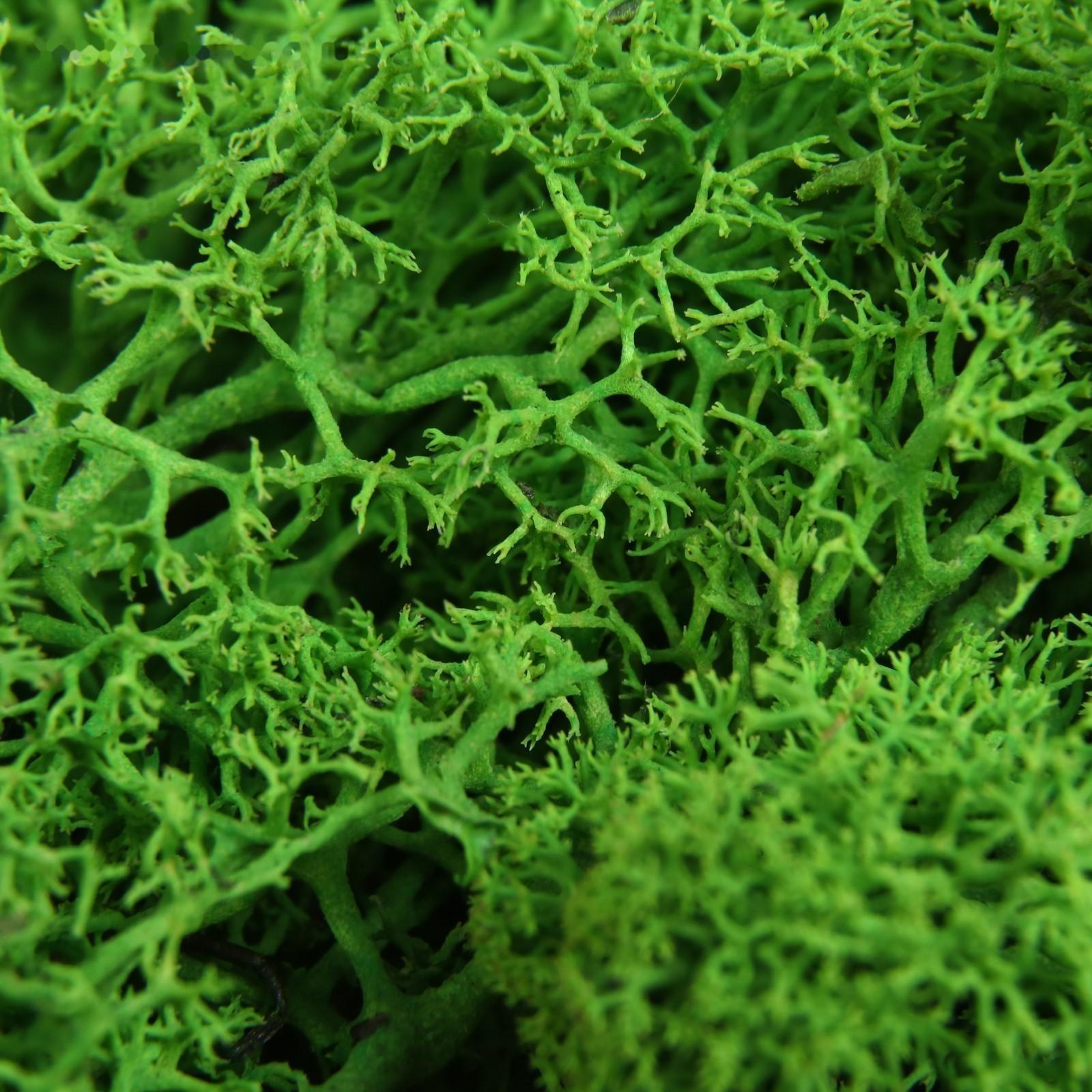 Мох стабилизированный 