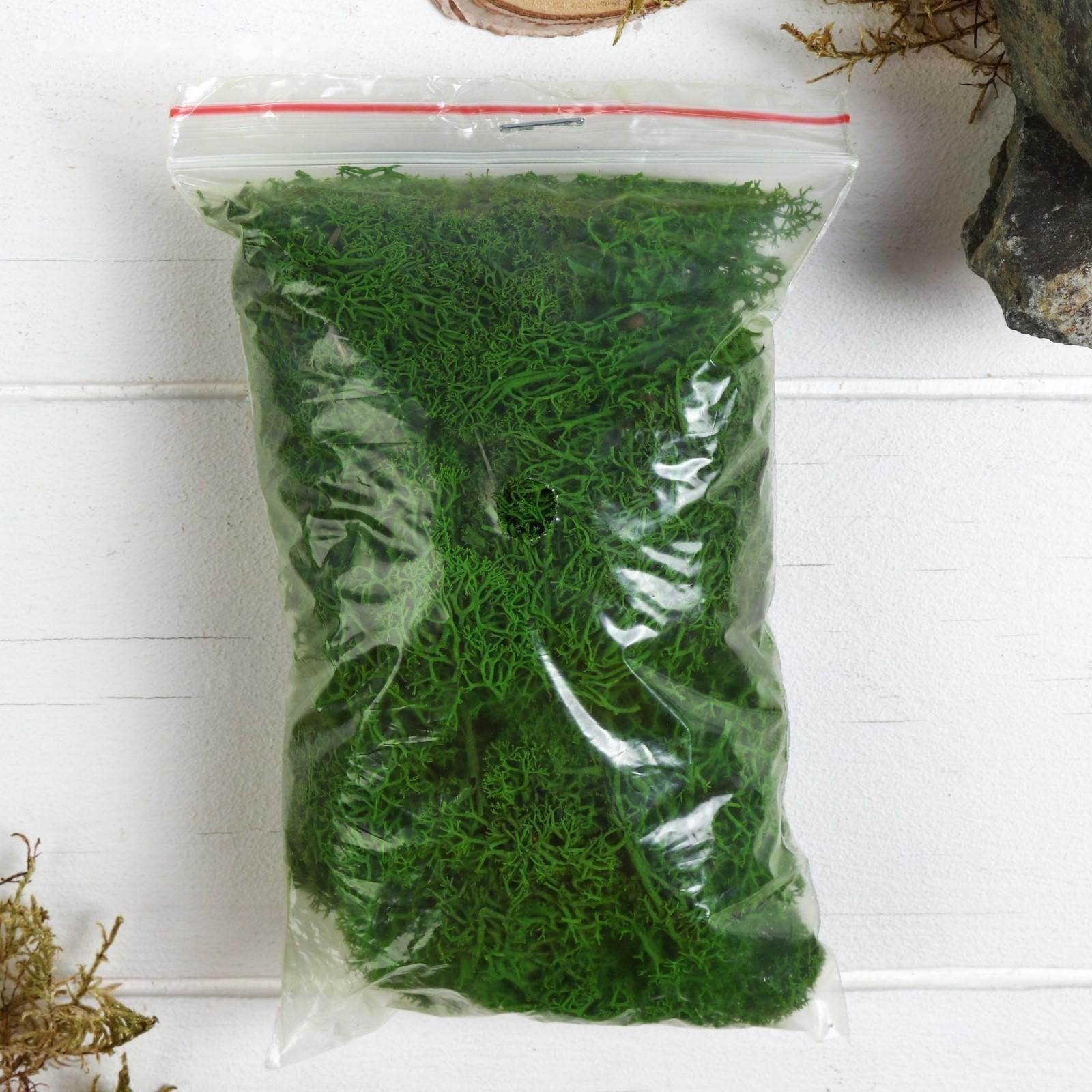 Мох стабилизированный 