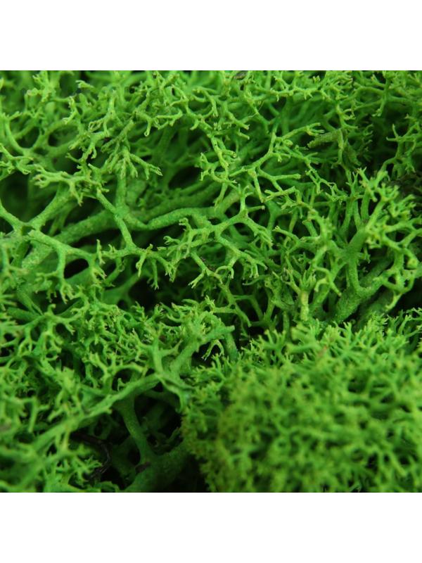 Мох стабилизированный 