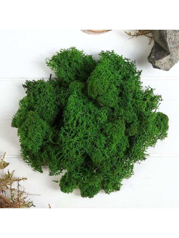 Мох стабилизированный 