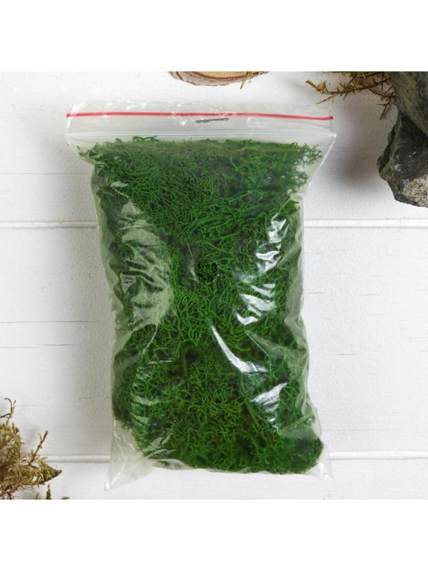 Мох стабилизированный 