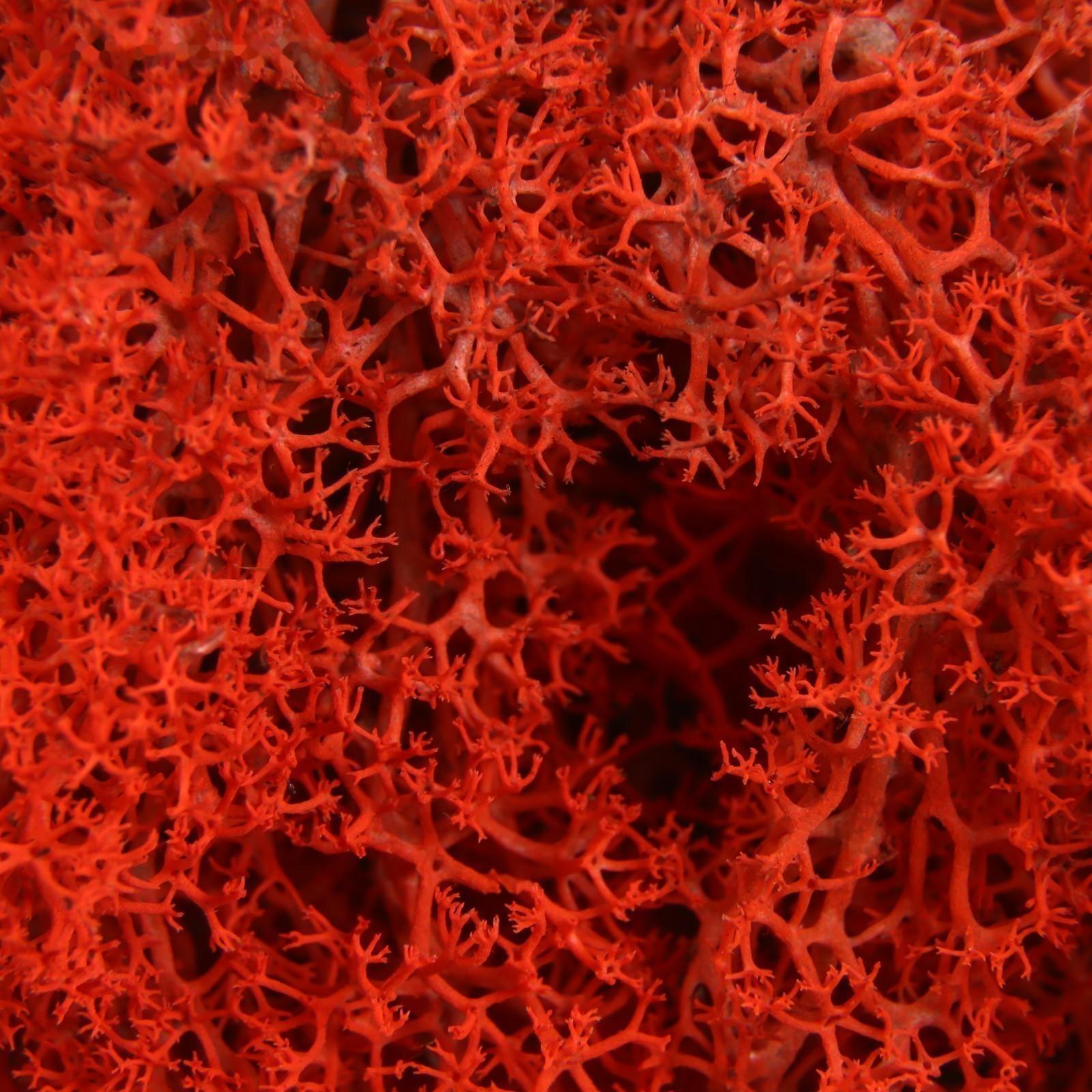 Мох стабилизированный 