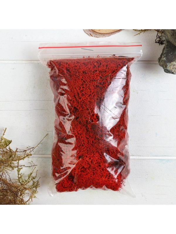 Мох стабилизированный 