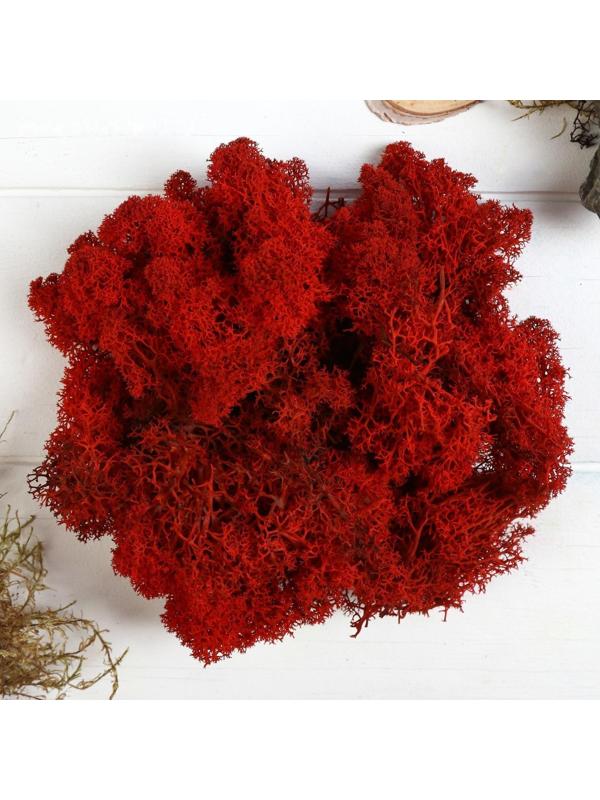 Мох стабилизированный 