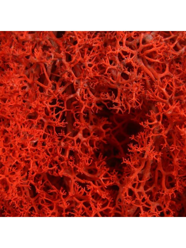 Мох стабилизированный 