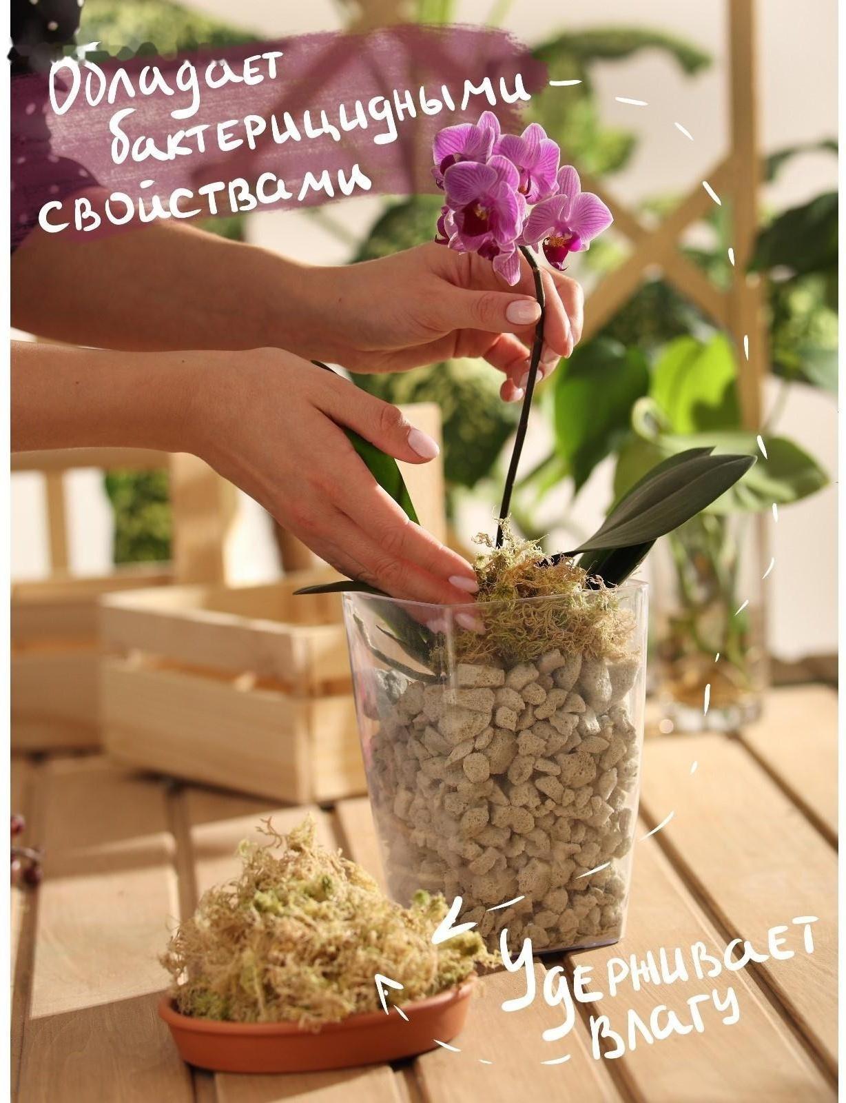 Мох сфагнум 