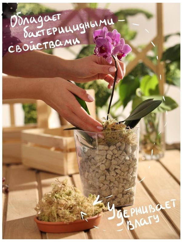 Мох сфагнум 