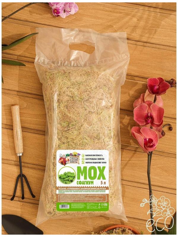 Мох сфагнум 
