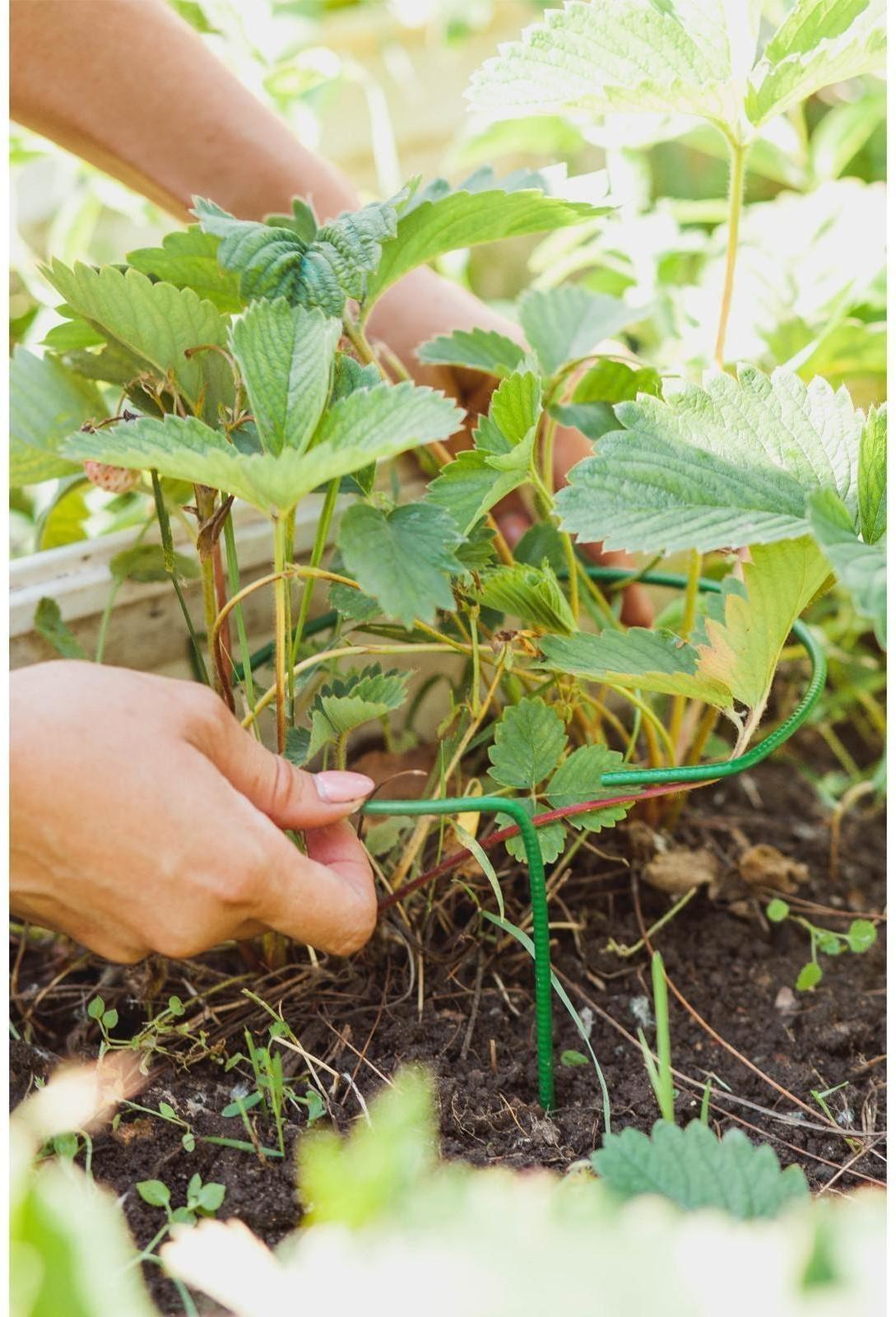 Кустодержатель для клубники, d = 20 см, h = 25 см, ножка d = 0.3 см, металл, зелёный, Greengo