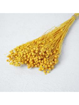 Сухоцвет «Абрус» набор 24 шт, цвет желтый
