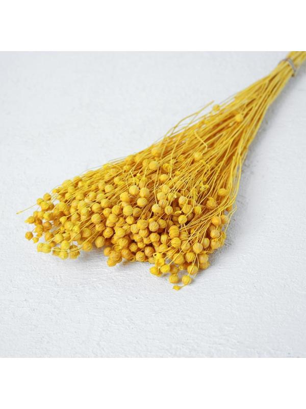 Сухоцвет «Абрус» набор 24 шт, цвет желтый