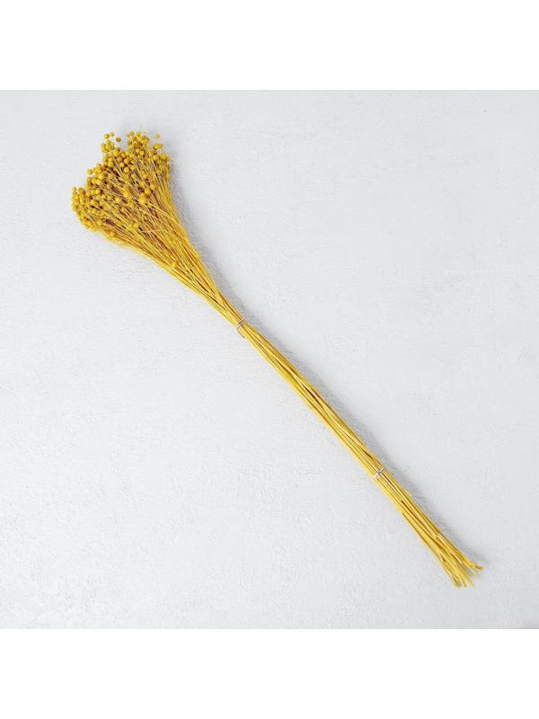 Сухоцвет «Абрус» набор 24 шт, цвет желтый