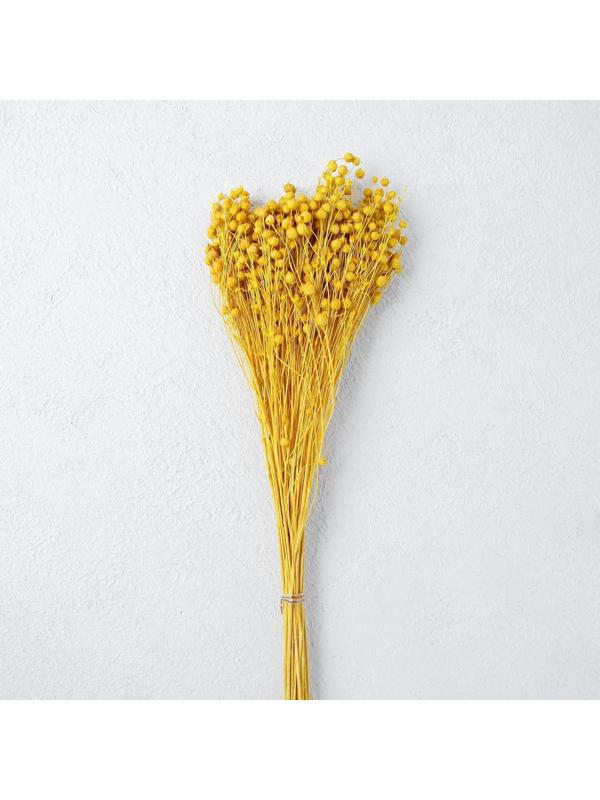 Сухоцвет «Абрус» набор 24 шт, цвет желтый