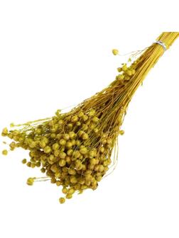 Сухоцвет «Абрус» набор 24 шт, цвет зелёный