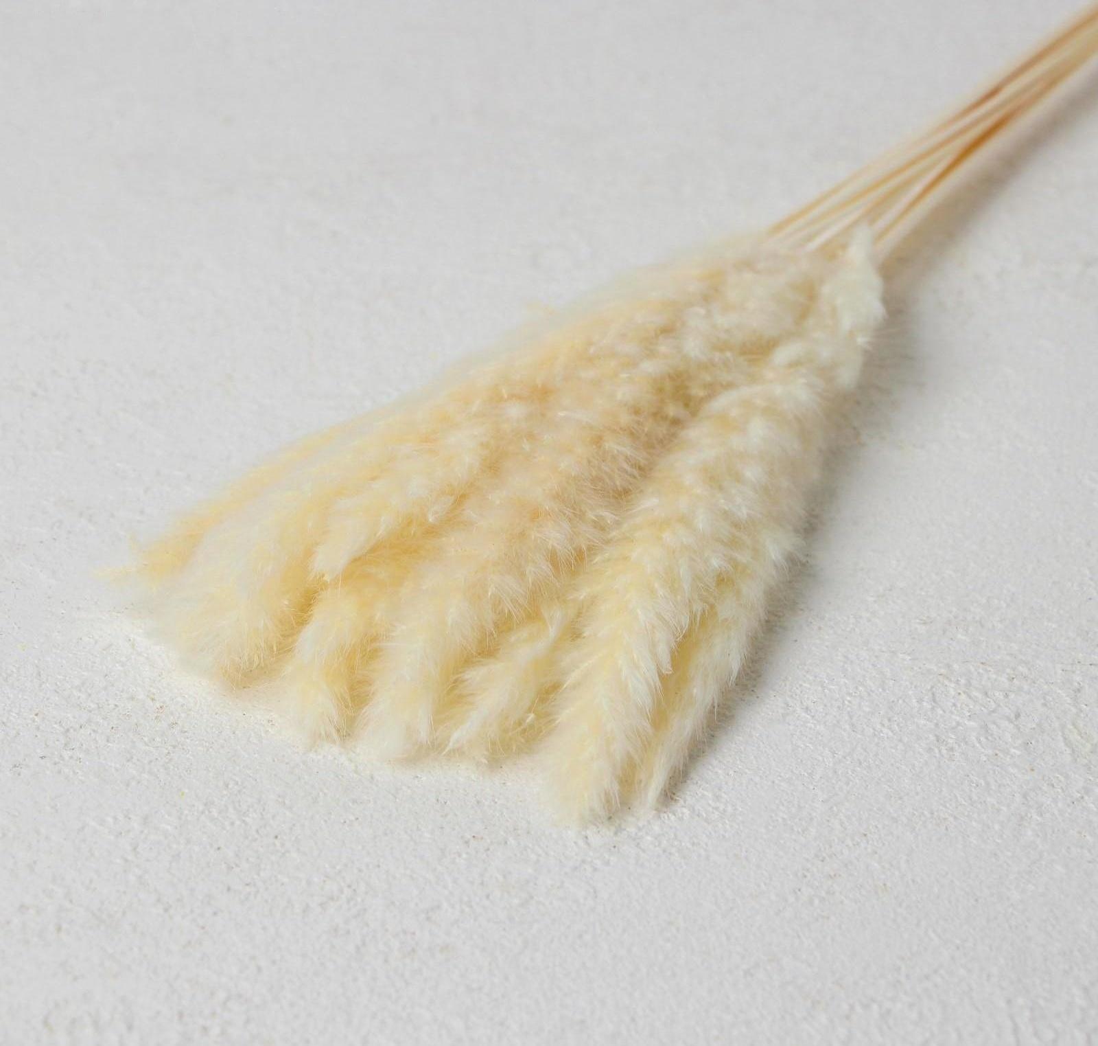 Сухоцвет «Камыш» набор 15 шт, цвет бежевый