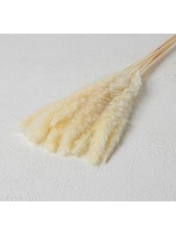 Сухоцвет «Камыш» набор 15 шт, цвет бежевый