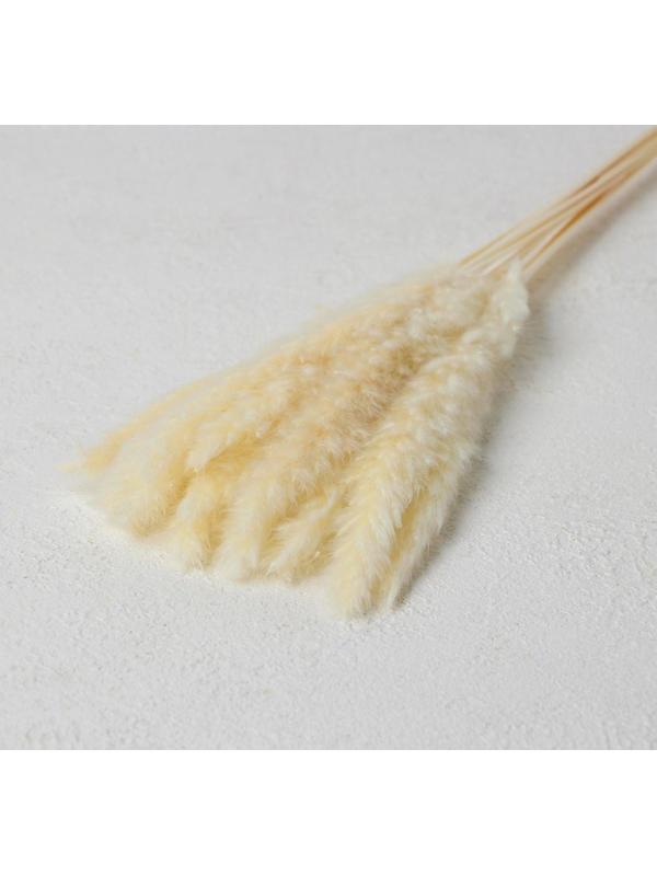 Сухоцвет «Камыш» набор 15 шт, цвет бежевый