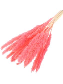 Сухоцвет «Камыш» набор 15 шт, цвет нежно розовый