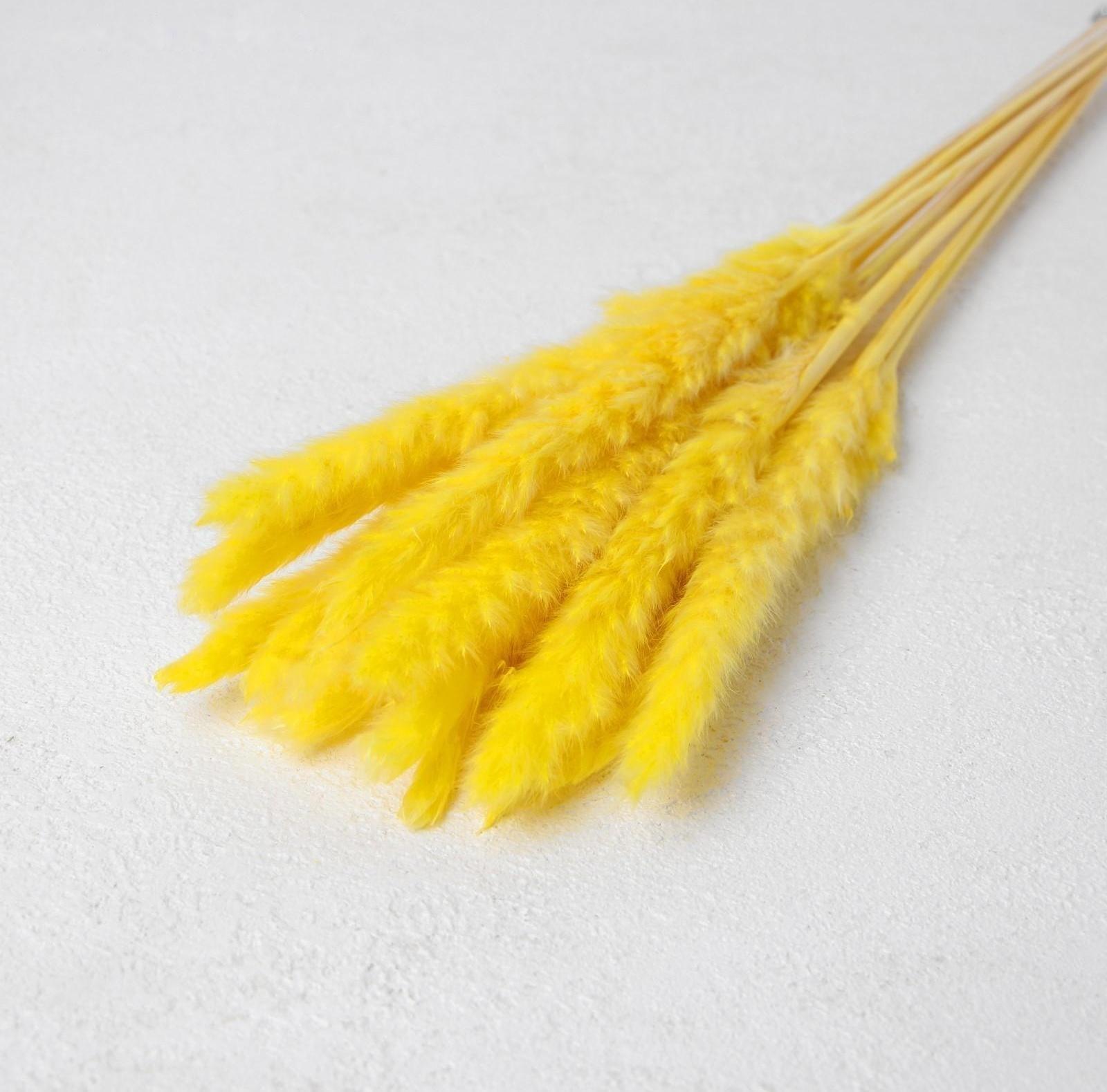 Сухоцвет «Камыш» набор 15 шт, цвет жёлтый