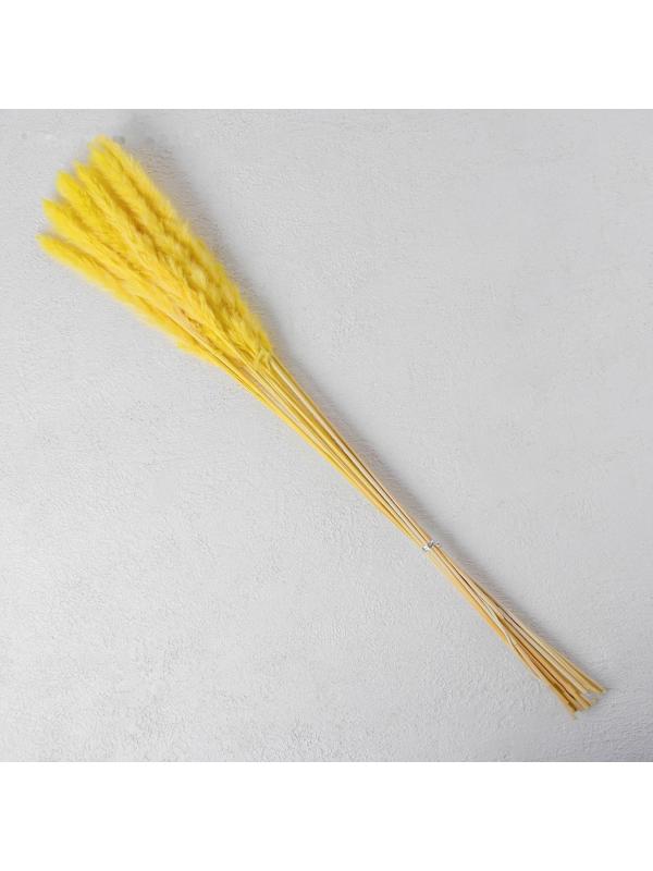 Сухоцвет «Камыш» набор 15 шт, цвет жёлтый