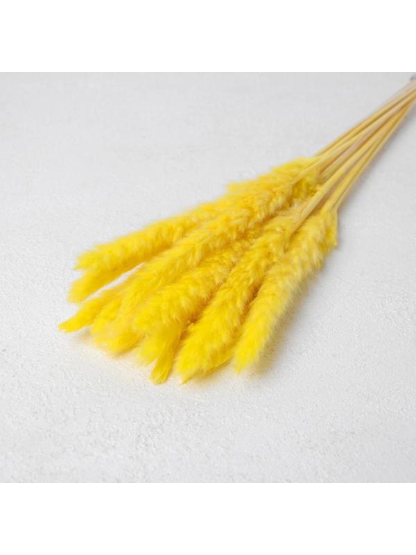 Сухоцвет «Камыш» набор 15 шт, цвет жёлтый