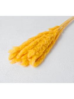 Сухоцвет «Камыш» набор 15 шт, цвет оранжевый