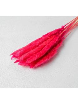 Сухоцвет «Камыш» набор 15 шт, цвет красный