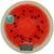 Весы кухонные HOMESTAR HS-3007S, электронные, до 7 кг, арбуз