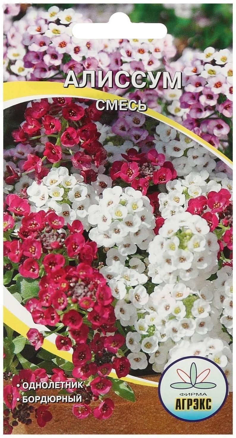 Семена цветов однолетние Алиссум смесь 0,1