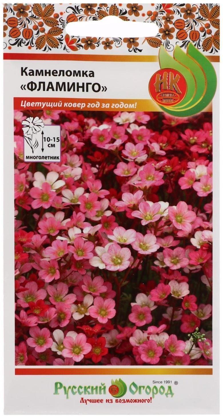 Семена цветов Камнеломка 