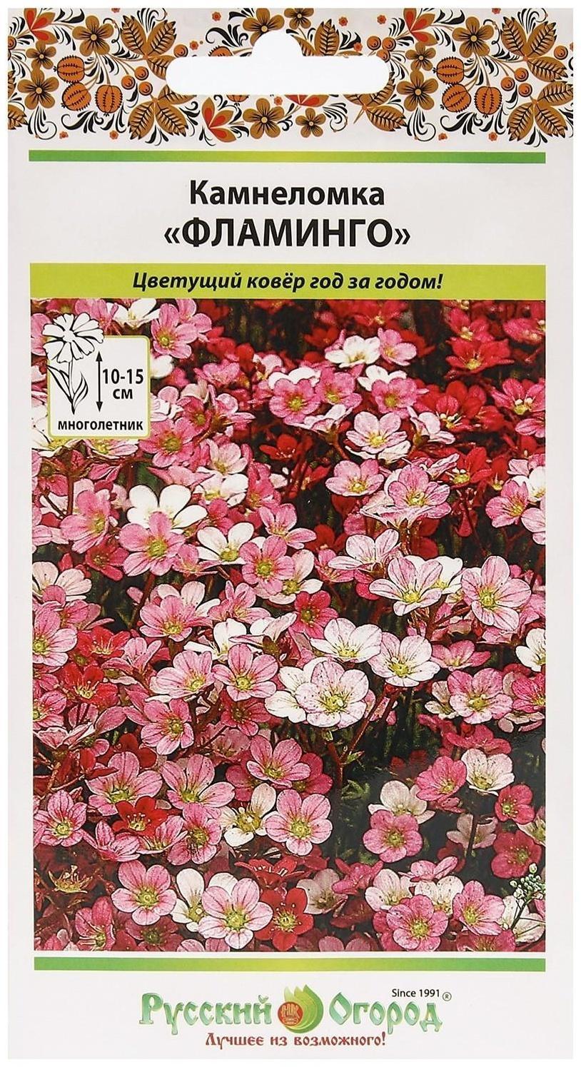 Семена цветов Камнеломка 