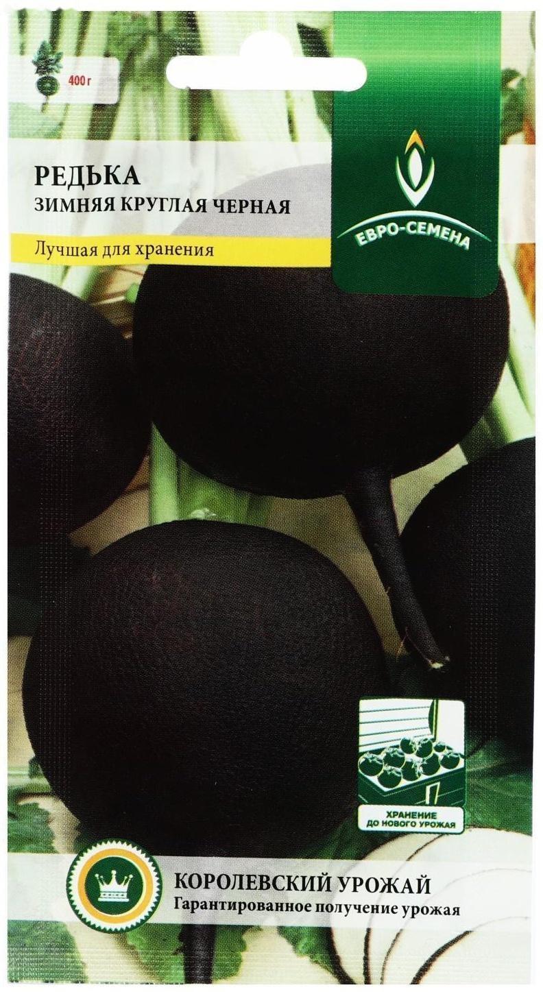 Семена Редька 