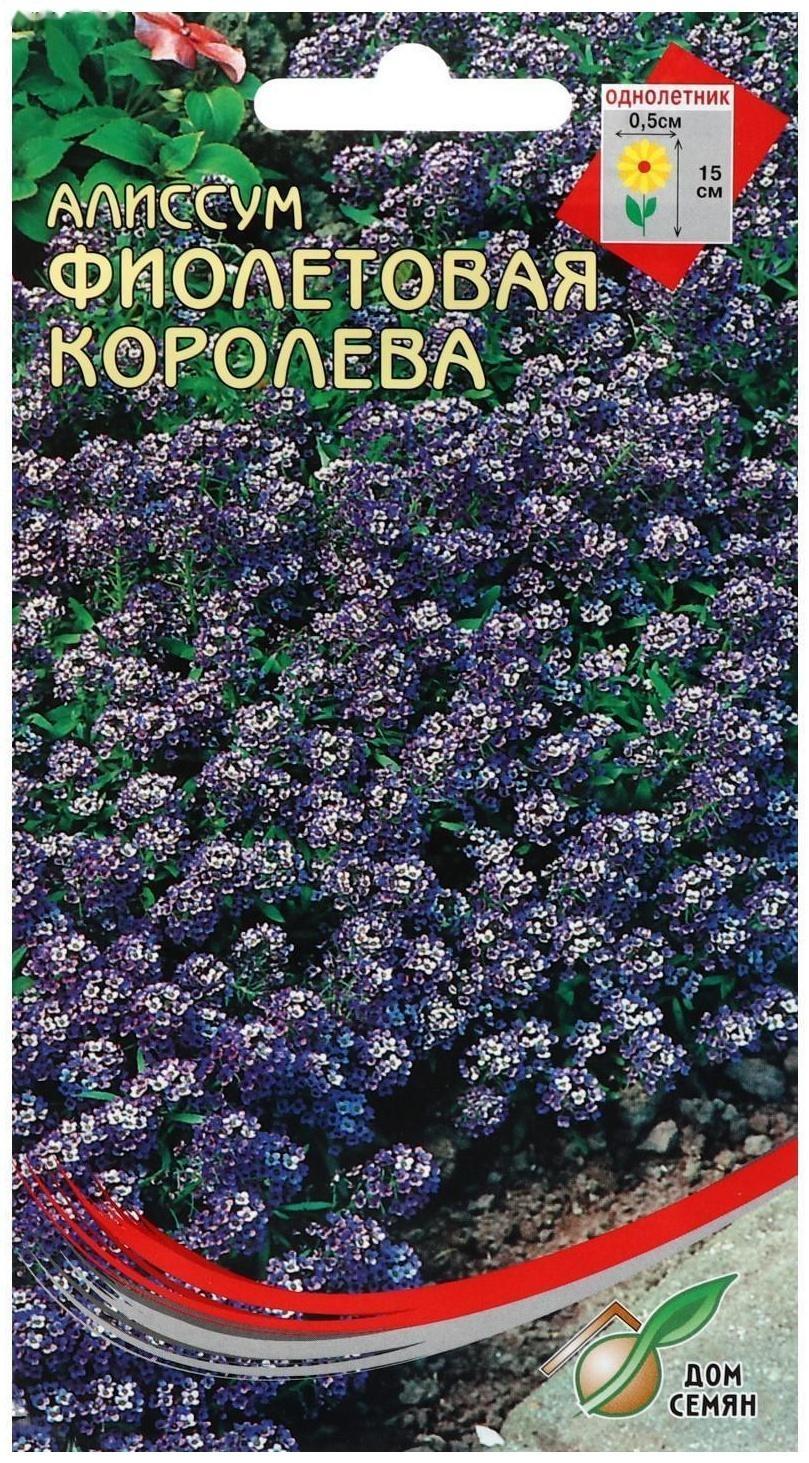 Семена цветов  Алиссум 