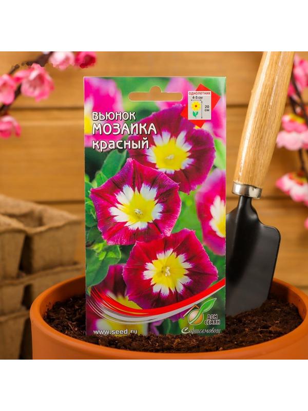 Семена цветов  Вьюнок 