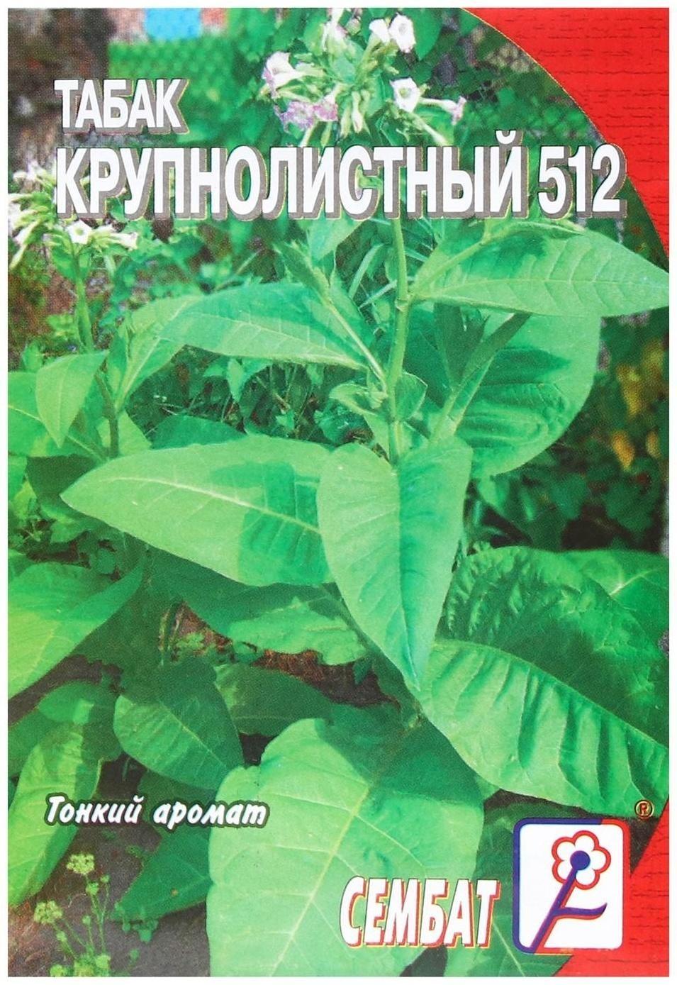 Семена Табак  