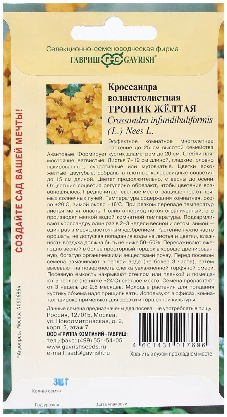 Семена цветов Кроссандра 