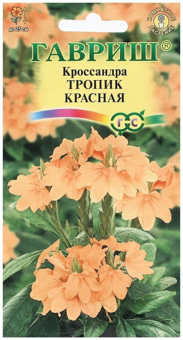 Семена цветов Кроссандра 