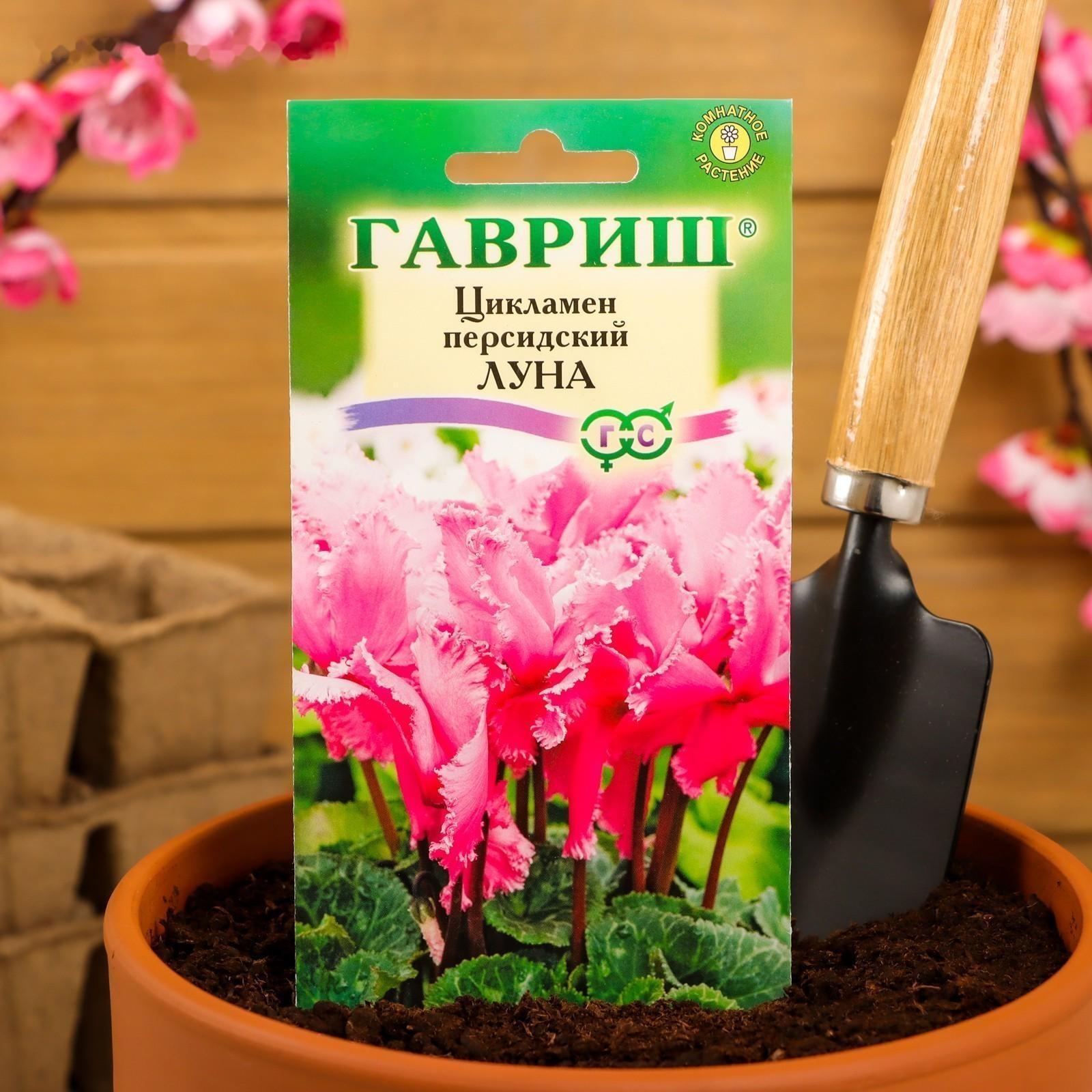 Семена цветов Цикламен 