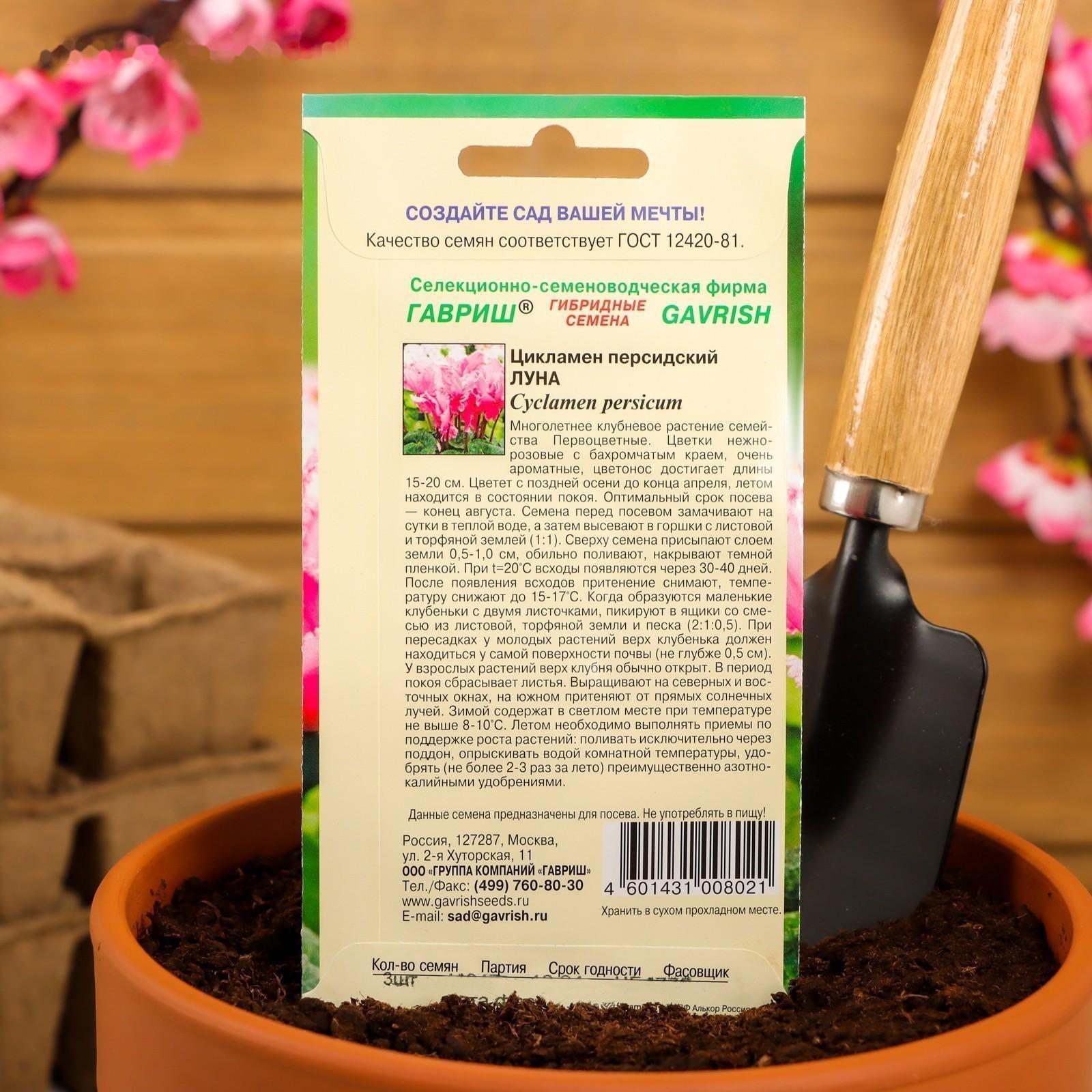 Семена цветов Цикламен 