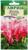 Семена цветов Цикламен 